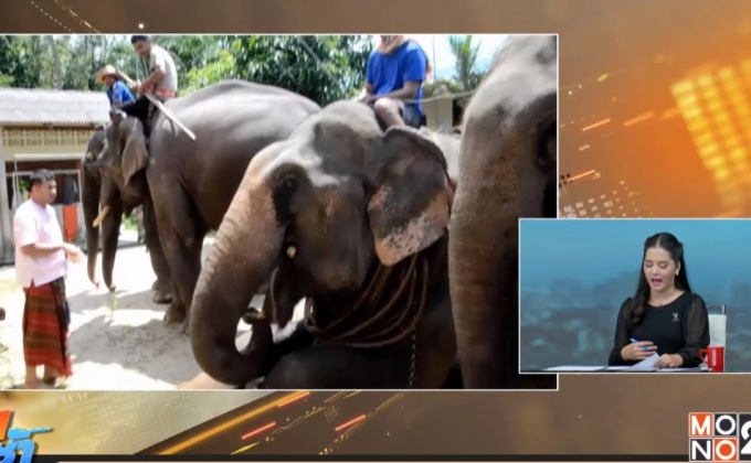 แห่งเดียวในเมืองตรัง พิธีทำขวัญช้างสุดยิ่งใหญ่