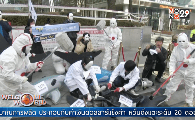 ญี่ปุ่นหวนล่าวาฬ