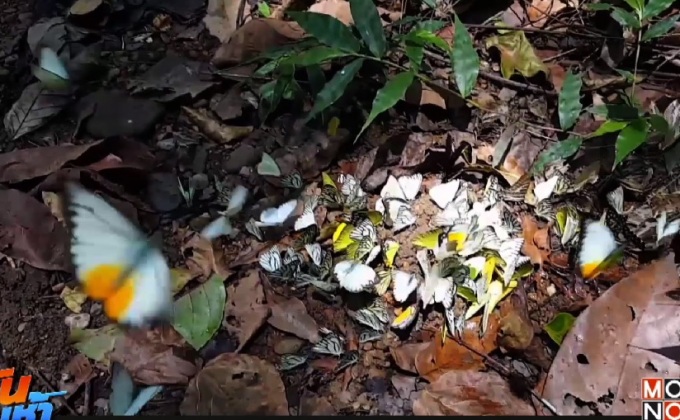 แห่ชมผีเสื้อหลากสายพันธุ์ แก่งกระจาน