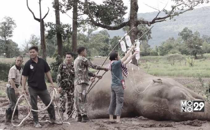 ทีมสัตวแพทย์ช่วยพยุงช้างป่าลุกขึ้นยืนได้สำเร็จ