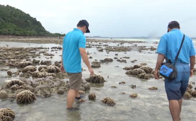 ​ปะการังโผล่ หลังน้ำทะเลเกาะทะลุลดต่ำสุดในรอบ 20 ปี
