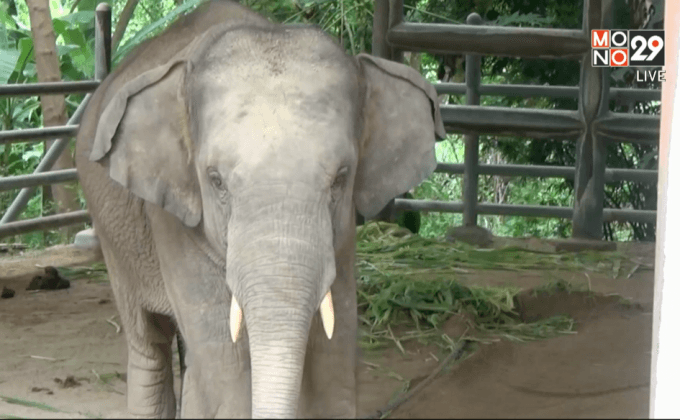 ช้างทำร้ายควาญช้างบาดเจ็บ จ.ลำปาง