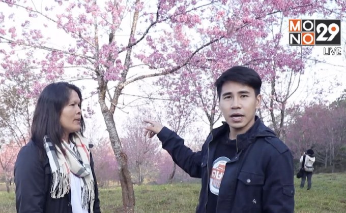 เจษฎาพาลุย : แลเขาสีชมพู ดูซากุระเมืองไทย จ.เลย