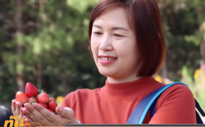 สตรอว์เบอร์รี ภูหินร่องกล้า ปลอดภัยไร้สารพิษ