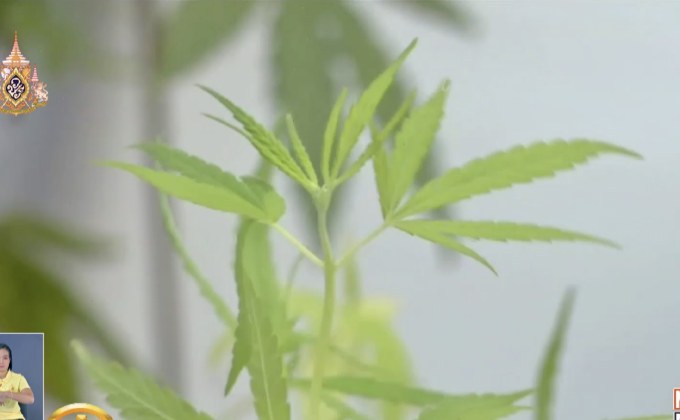 ​เตรียมวางโมเดลพัฒนา “กัญชา” ต่อยอดอุตสาหกรรม