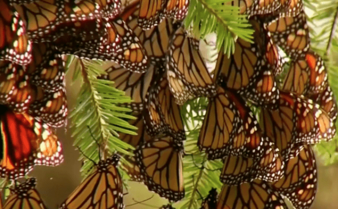 ผีเสื้อจักรพรรดิอพยพสู่เม็กซิโก