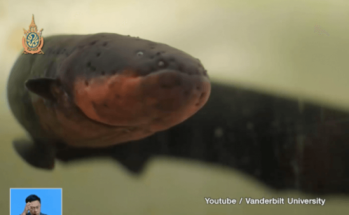 นักวิทยาศาสตร์เชื่อ “ปลาไหลไฟฟ้า” กระโดดได้