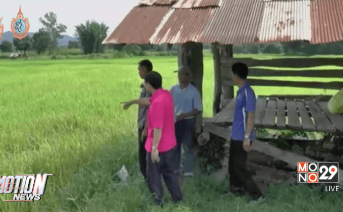 โรคระบาดนาข้าวจ.พะเยาเสียหาย 3,000 ไร่