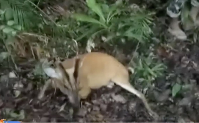 ช่วยเหลือเก้งถูกสุนัขรุมกัด จ.ตราด