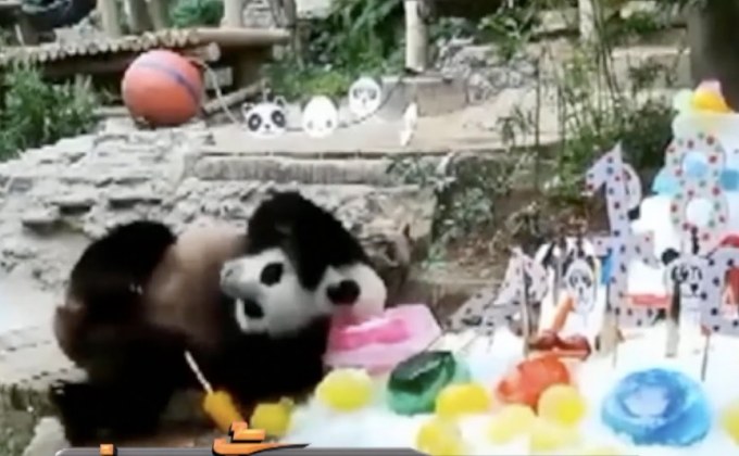 รอทีมสัตวแพทย์จีนร่วมผ่าชันสูตรแพนด้า “ช่วงช่วง”