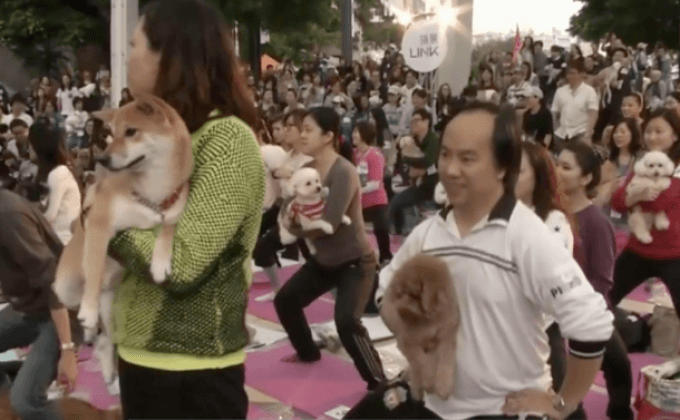 ฮ่องกงทำสถิติสอนโยคะสุนัขจำนวนมากที่สุดในโลก