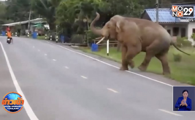 ช้างป่าอ่างฤาไน บุกเขตชุมชนทำลายพืชผลทางการเกษตร