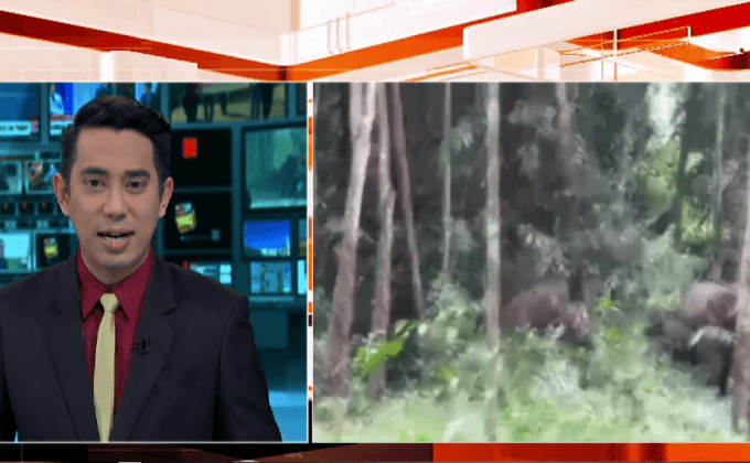 เรียกร้องแก้ปัญหาช้างป่า หลังทำร้ายคนเสียชีวิต