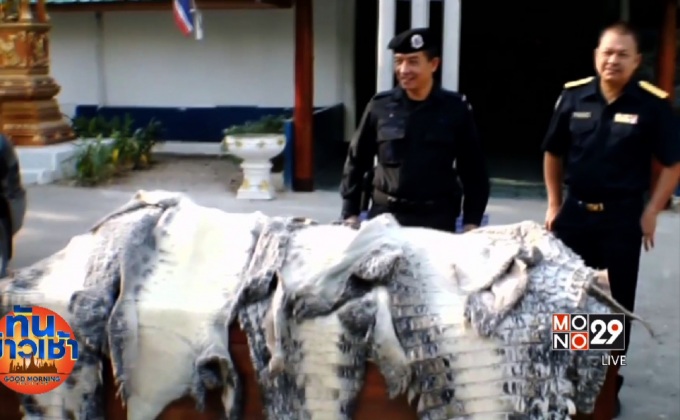 จับลักลอบขนหนังจระเข้เถื่อน 51 ตัว