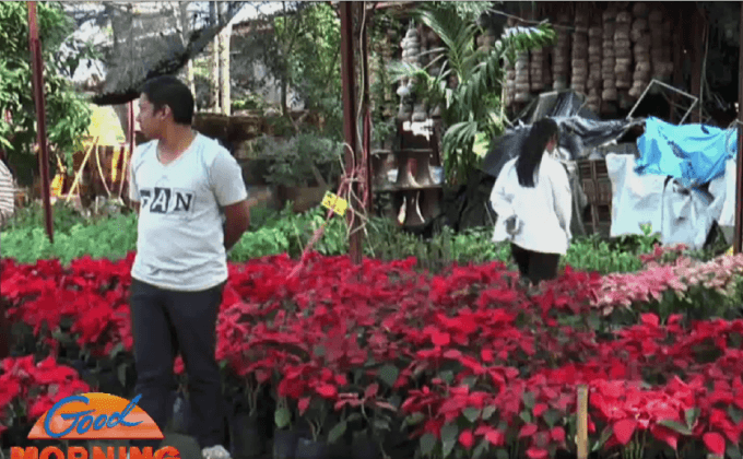 ยอดจำหน่ายดอกไม้เพิ่มขึ้น