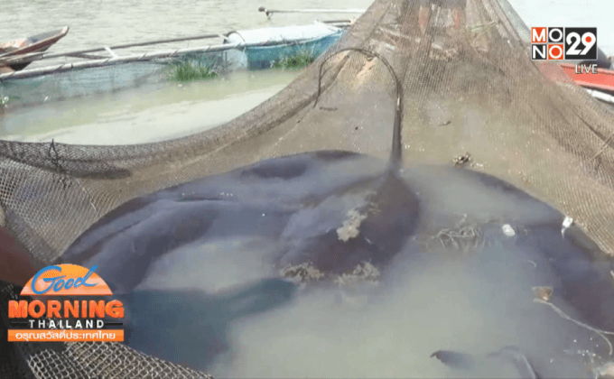 พบปลากระเบนราหูยักษ์ หนัก 200 กก.
