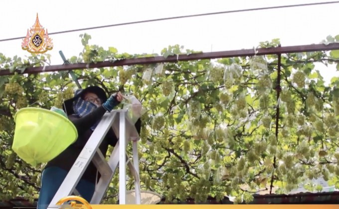 ป้าอายุ 62 ปี ปลูกองุ่นบังแดดริมถนนแจกกินฟรี