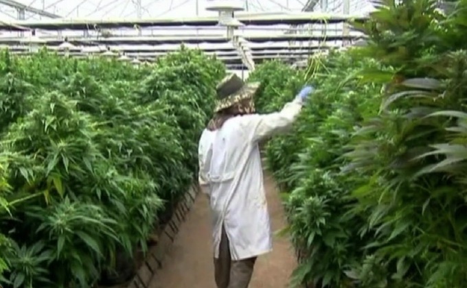 เปิดร่างกฎหมายแคนาดา ไฟเขียวใช้กัญชาเสรี