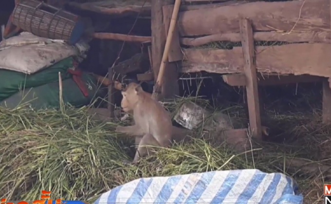 ลิงนับพันตัวขาดแคลนอาหารบุกบ้านเรือน ปชช.