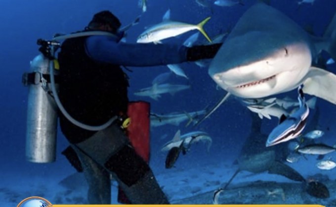 ฉลามกัด นทท.เยอรมันบาดเจ็บ