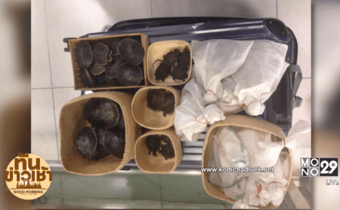 จับหญิงชาวญี่ปุ่น ลักลอบขนสัตว์ต้องห้ามออกนอกประเทศ