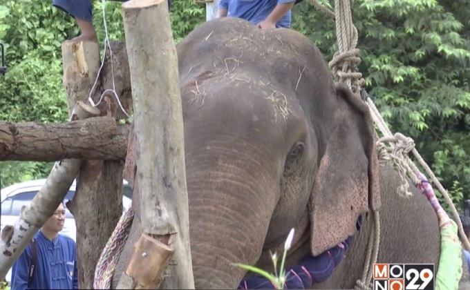 อาการช้างป่ายังน่าห่วง จ.พิษณุโลก