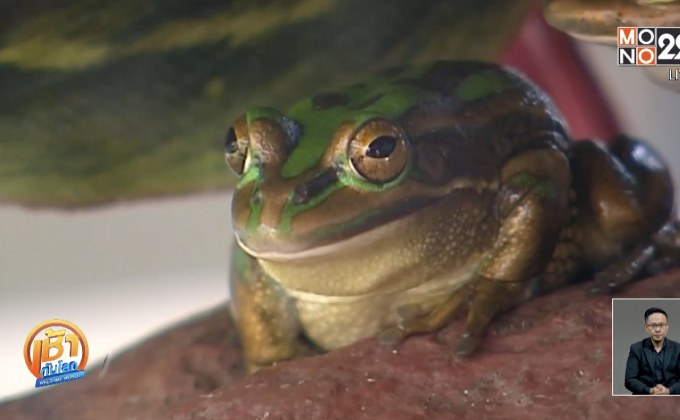 ออสเตรเลียพัฒนาแอปฯ ตามหากบพันธุ์ใหม่