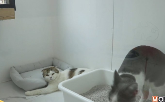 โรงแรมแมวบริการรับฝากเลี้ยง