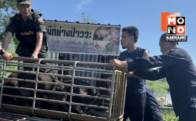 ฉก.พญานาคราชรวบหมูเถื่อนริมโขงมุกดาหาร