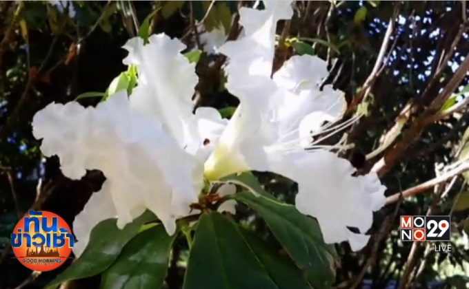 กุหลาบพันปีสีขาวออกดอกต้อนรับเดือนแห่งความรัก