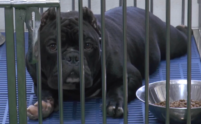 นานาทัศนะขึ้นทะเบียนหมา-แมว