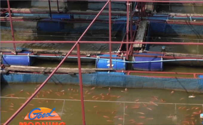 ปลากระชังลอยตายหลังแม่น้ำปิงลดระดับ