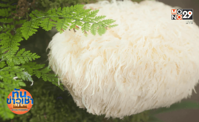 เห็ดทางการแพทย์ เสริมภูมิคุ้มกันถึงระดับเม็ดเลือดขาว