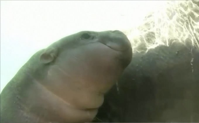 สวนสัตว์ในชิลีเผยโฉมฮิปโปแคระตัวใหม่