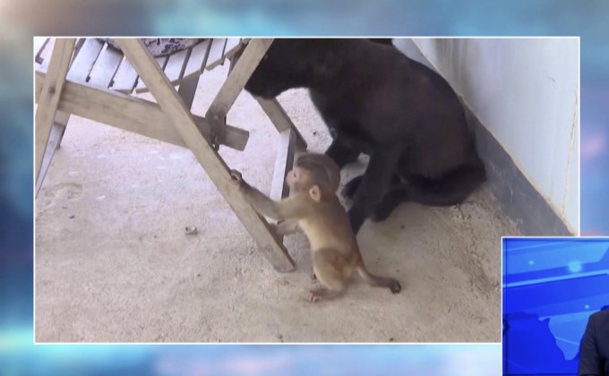 ชาวจีนนำลูกลิงแสมมาเลี้ยงคู่กับสุนัข