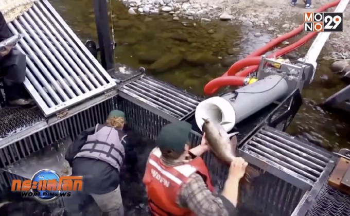 “ปืนใหญ่แซลมอน” ช่วยส่งปลากลับขึ้นไปวางไข่