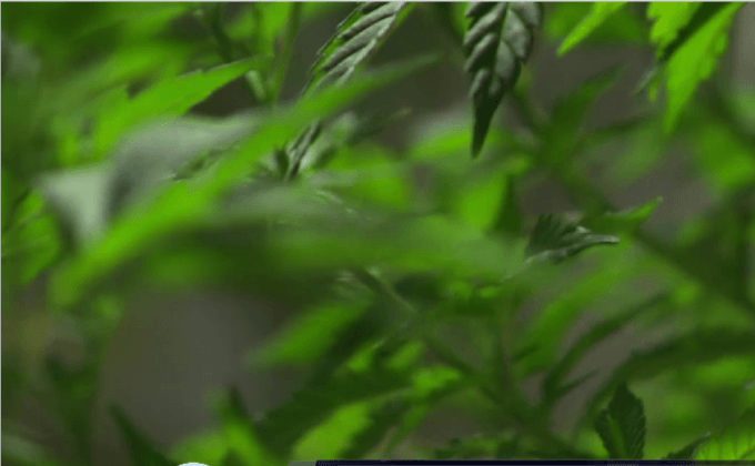 กัญชาสายพันธุ์ใหม่ในอิสราเอล