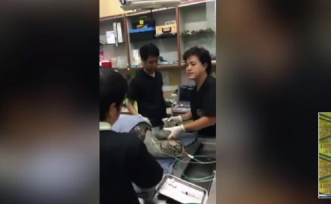 ไร้ปาฎิหารย์ “เต่าออมสิน” ตายแล้ว