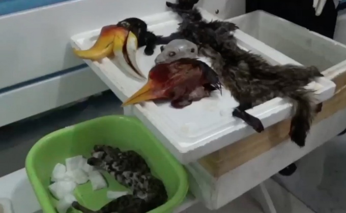 จับขบวนการค้าซากสัตว์ป่าผ่านเฟซบุ๊ก