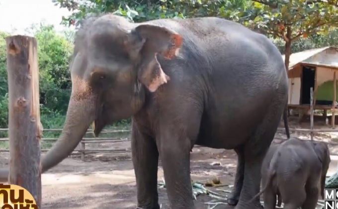 วังช้างอยุธยาเตรียมเอกสารชี้แจง กรณีช้างถูกอายัด