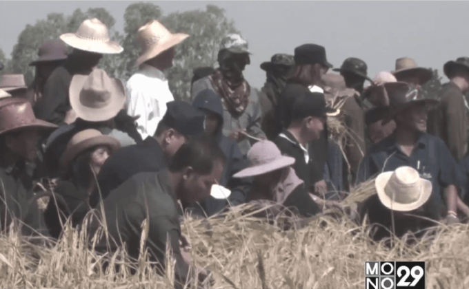 ลงแขกเกี่ยวข้าวหนุ่มสุรินทร์ 16 ไร่ บริจาคโรงทานสนามหลวง