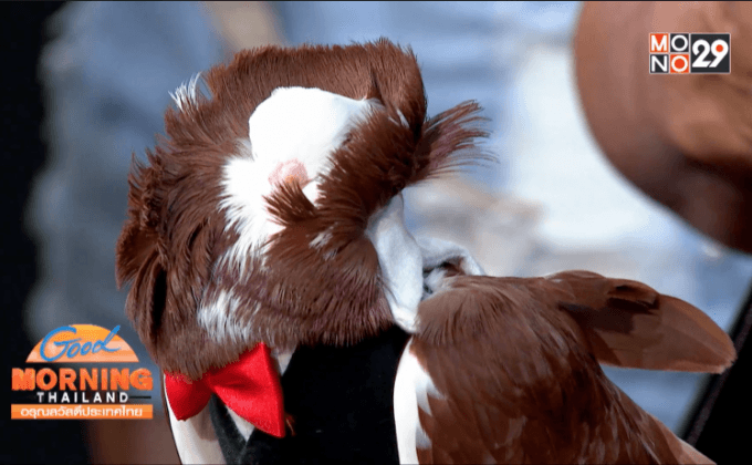 โชว์สัตว์เลี้ยงแสนรัก และฝึกความสามารถพิเศษ