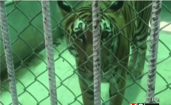 ตรวจสอบเสือ 4 ตัว โยงวัดป่าหลวงตาบัว