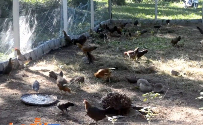 จ.กระบี่ทำลายไก่กว่า 6 พันตัวหวั่นโรคระบาด