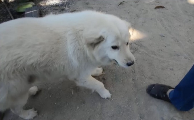 สุนัขแสนรู้ทำงานแลกเงินซื้อขนม