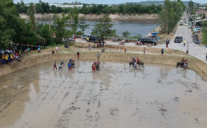 สนุกสุดฮา แข่งคราดนา ควายดี