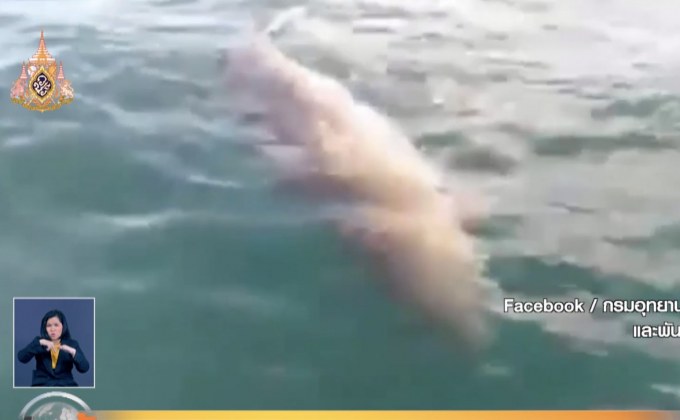 “พะยูน”ตาย ตัวที่5 คาดฝีมือขบวนการล่าทำของขลัง