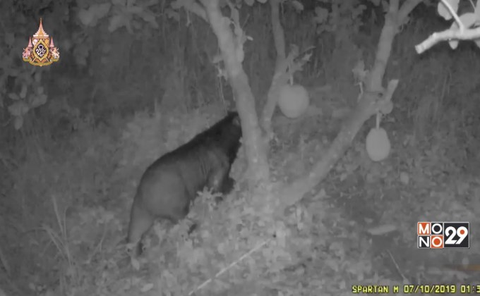 ช่วยหมีติดกับดักในสวนผลไม้ จ.ปราจีนบุรี