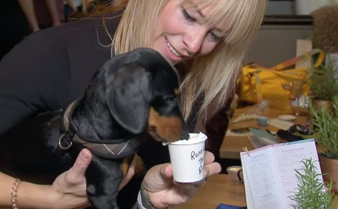 งานรวมตัวคนรักสุนัขพันธุ์ไส้กรอกงานรวมตัวคนรักสุนัขพันธุ์ไส้กรอก