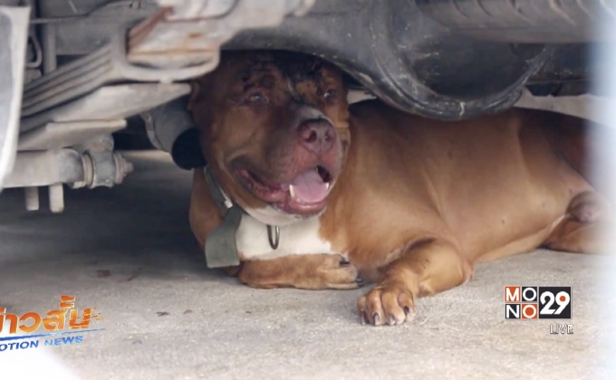 สุนัขพิทบลูกัดเจ้าของได้รับบาดเจ็บ จ.นนทบุรี